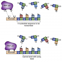 Simple model of DNA transcription